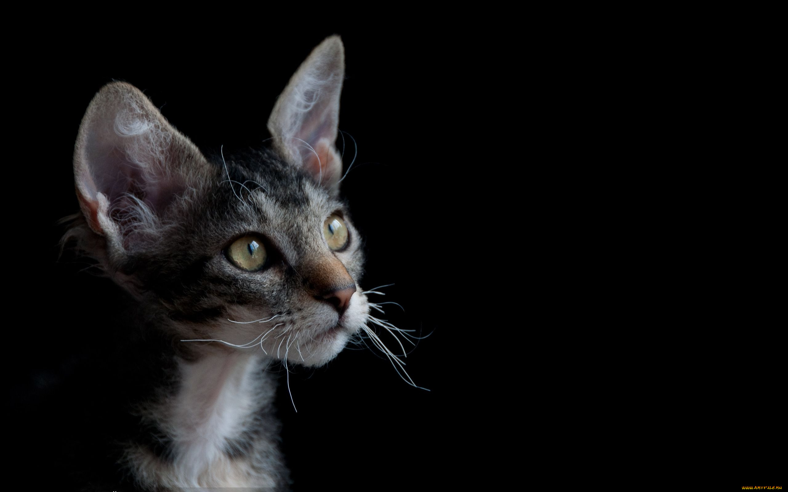 , , cat, 